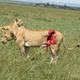 Illustration for article titled Wildlife Vets Treat A Lioness Who Was Gored By A Buffalo